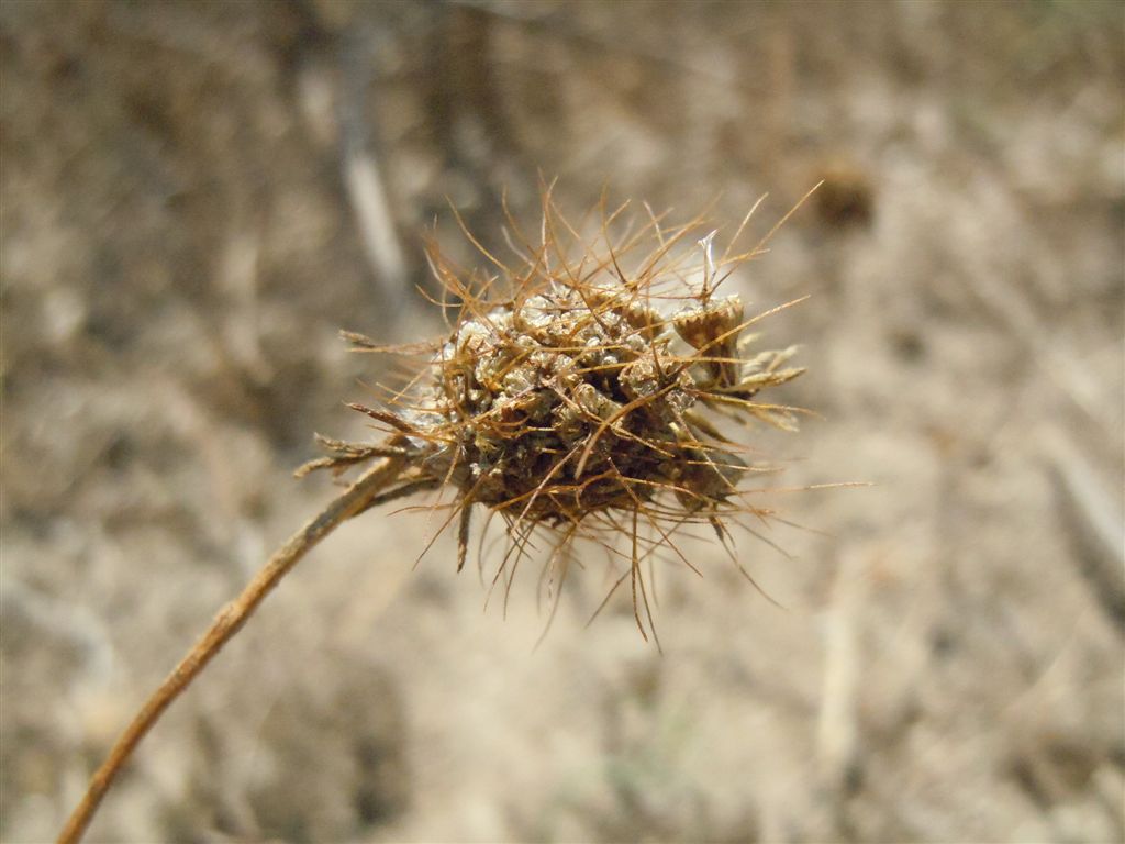 Caprifoliaceae - Scabiosa sp.